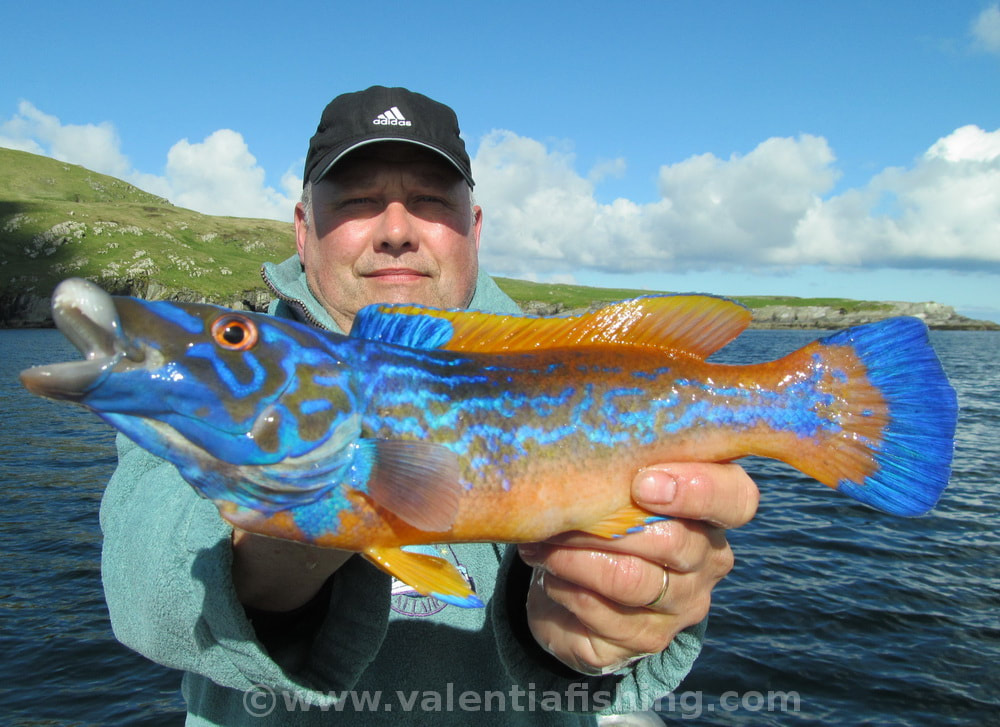 Valentia Fishing - Kuckuckslippfisch