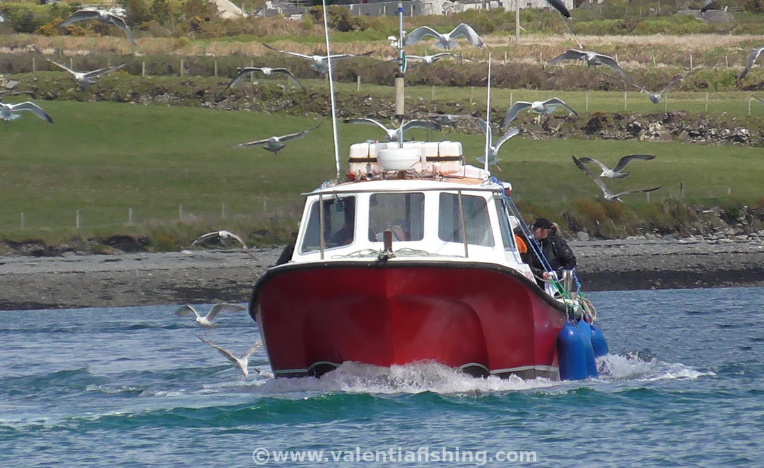 Valentia Fishing - Returning to the harbour after a successfull angling trip