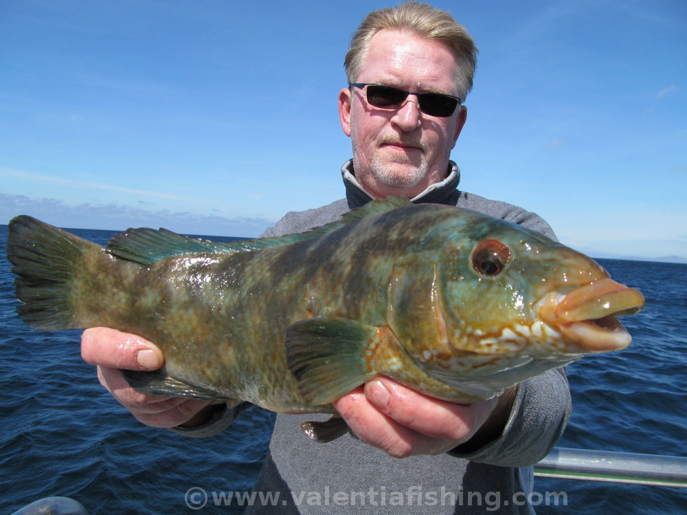 Valentia Fishing - Gefleckter Lippfisch / Ballan Wrasse